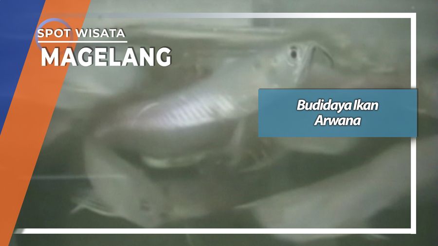 Budidaya Ikan Arwana, Magelang