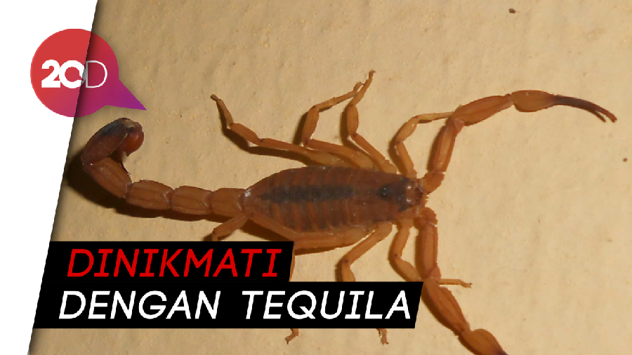 Kuliner Ekstrem Taco Kalajengking, Berani Coba?