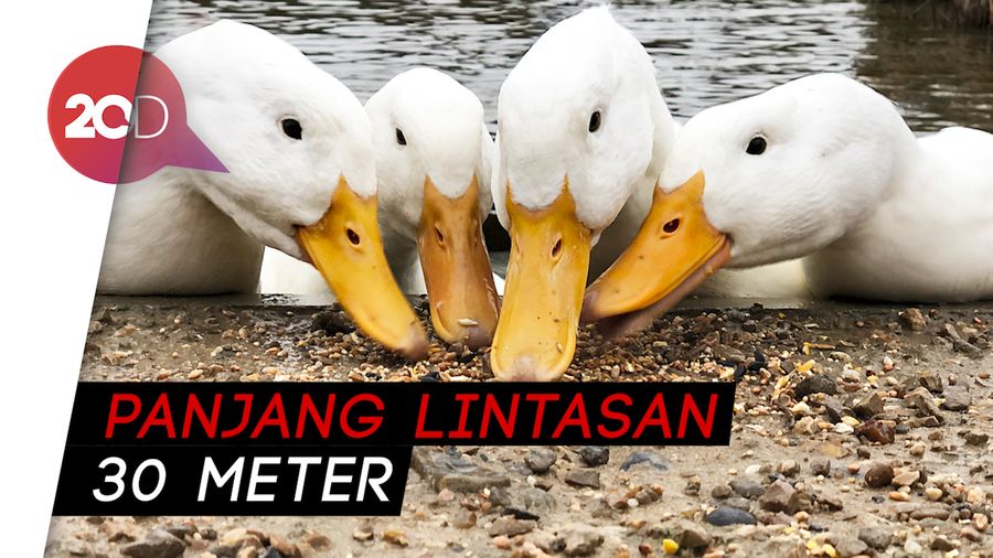 Serunya Lihat Bebek-bebek Adu Cepat di Temanggung