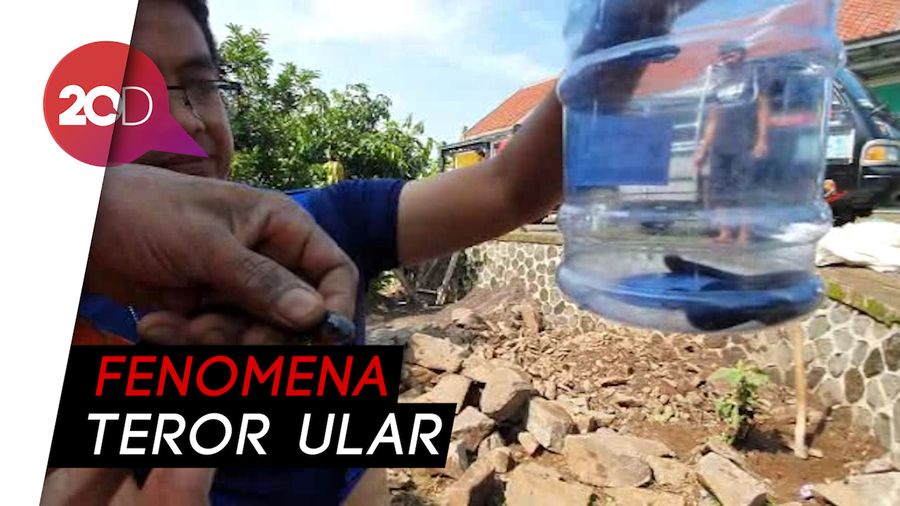 Ular Kobra dan Welang Teror Warga Perumahan di Sukabumi