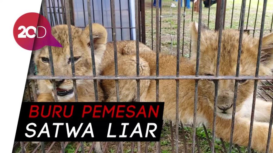 Polda Riau Bongkar Mafia Perdagangan Anak Singa-Leopard