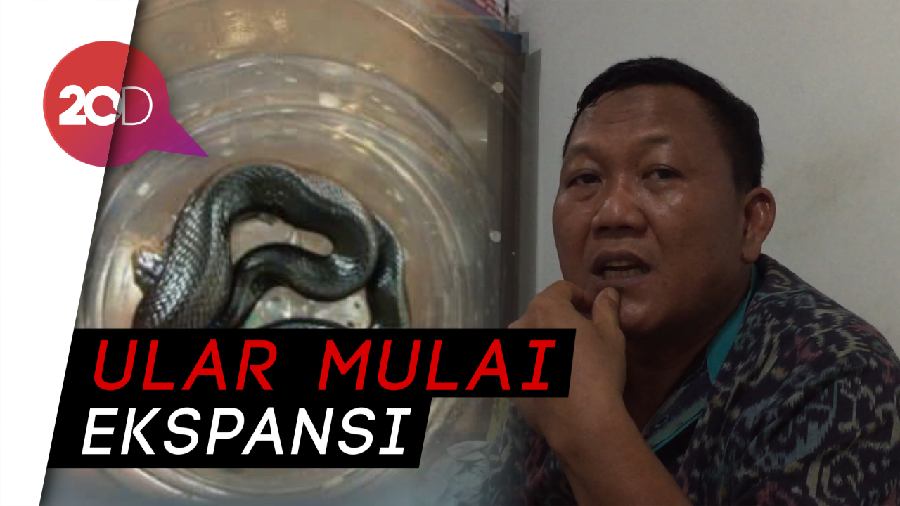 Soal Teror Ular, Warga Cinere: Mulai Nampak Saat Pembangunan Tol Desari