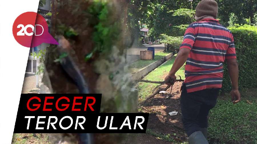 Warga Perumahan di Cinere Berburu Ular Cobra