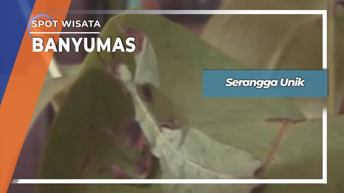 Serangga unik, Banyumas Jawa Tengah