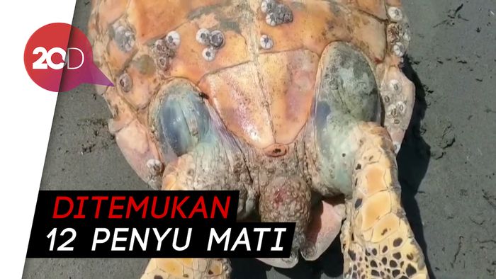 Limbah PLTU Diduga Cemari Perairan Bengkulu
