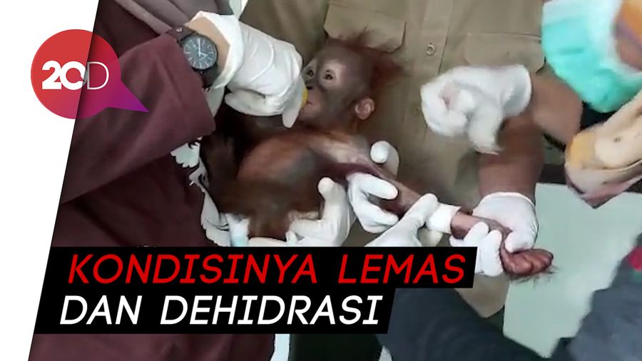 Miris! 3 Anak Orang Utan Dibuang di Tepi Jalan Pekanbaru
