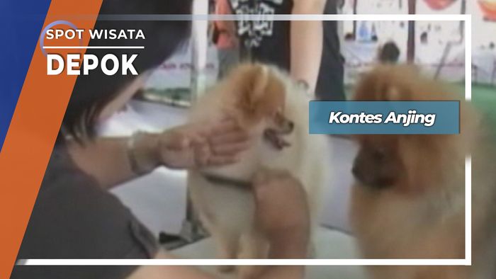 Kontes Anjing, Depok