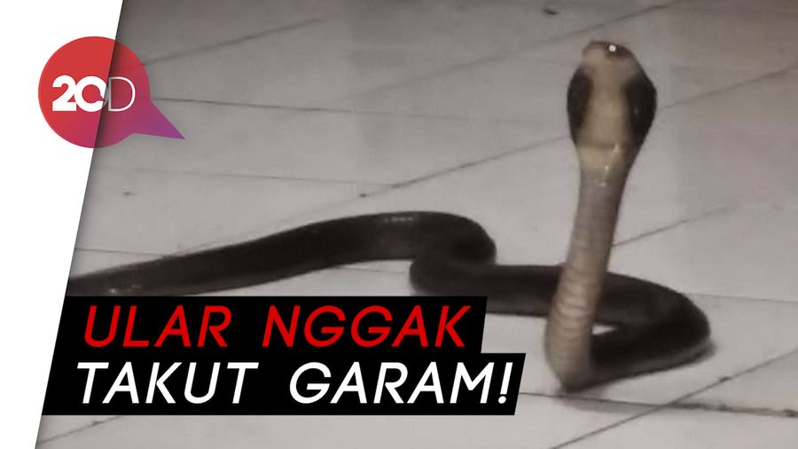 Heboh Ular Kobra Masuk Rumah, Begini Cara Menghadapinya