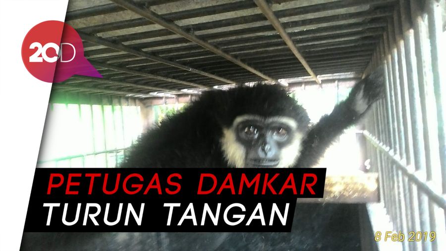 Kera Ungko Peliharaan Lepas, Gigit Istri dan Anak Pemiliknya