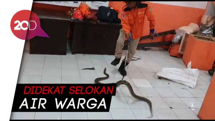 Penampakan Ular Kobra-Sanca yang Ditangkap BPBD Sukabumi