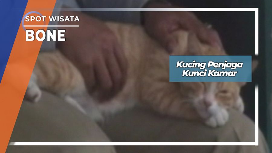 Scoopy, Kucing Penjaga Kunci Kamar Bone 