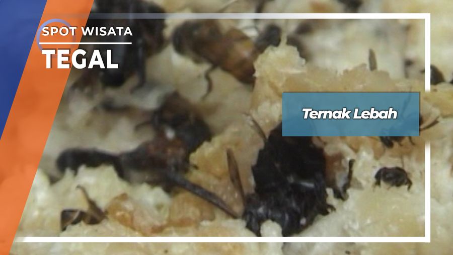 Ternak Lebah Trigona Tegal