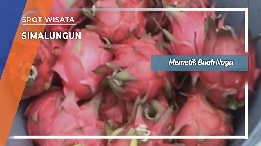 Memetik Buah Naga Di Gunung Malela Simalungun 