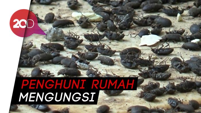 Hama Lembing Hitam Serbu Permukiman Warga di Purwakarta