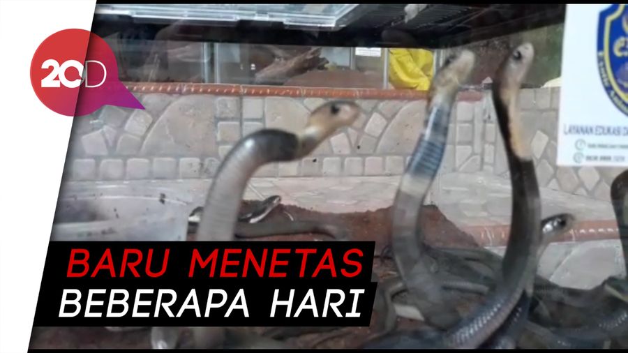 Ngeri! 31 Anak Kobra Ditemukan di Masjid Sukoharjo