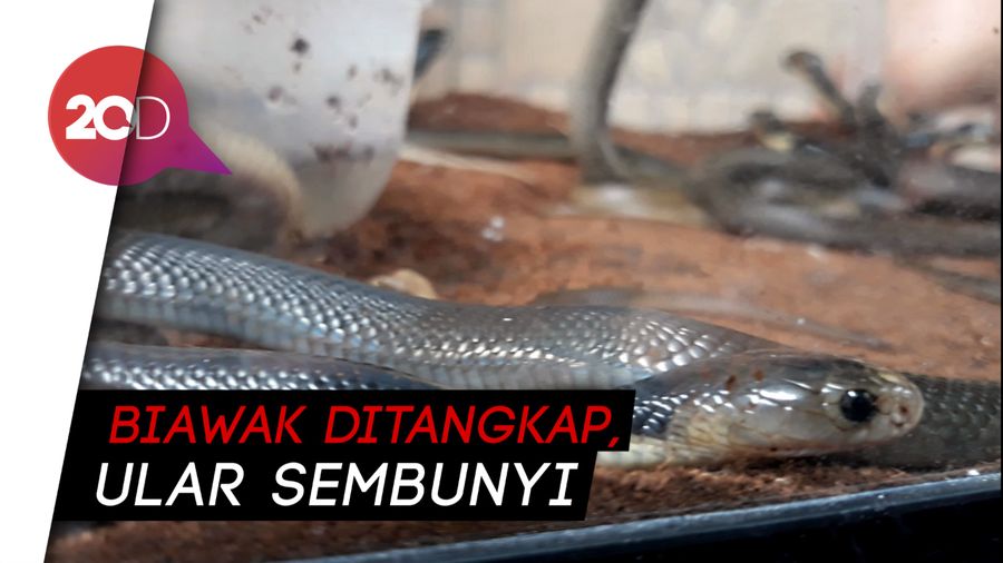 Biawak dan Ular Piton Ditemukan di Lebak Bulus