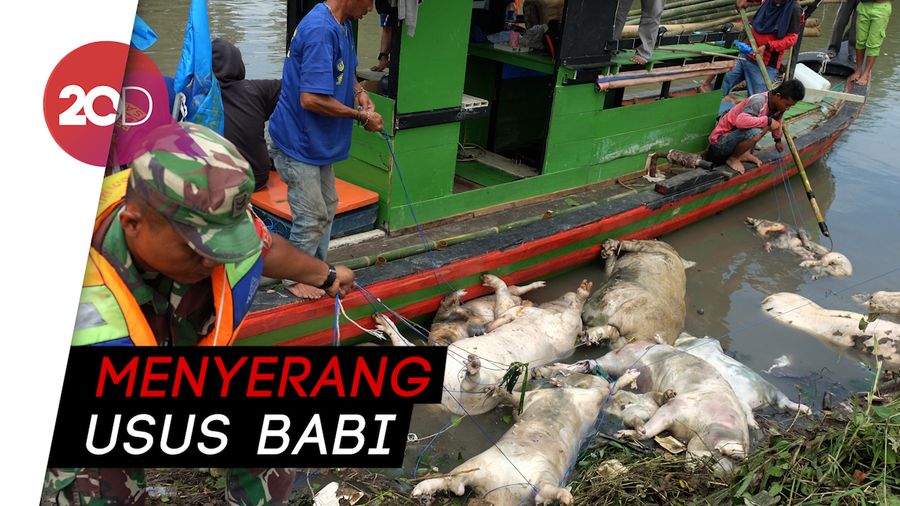 Duh..! Gubernur Edy Sebut Wabah Demam Babi Afrika Melanda Sumut