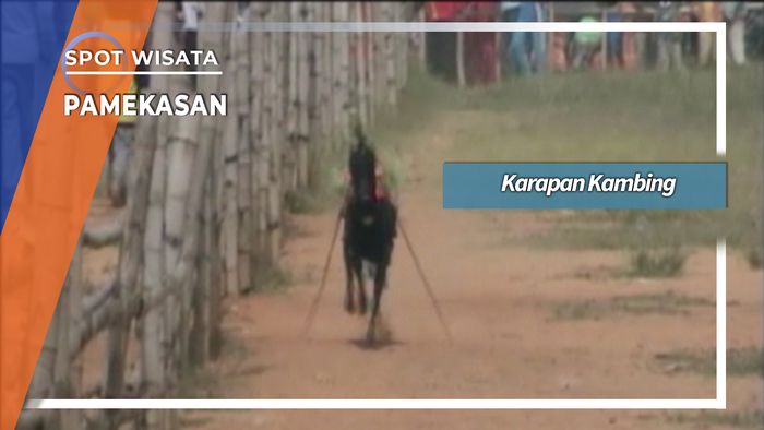Karapan Kambing Desa Pamaroh Pamekasan