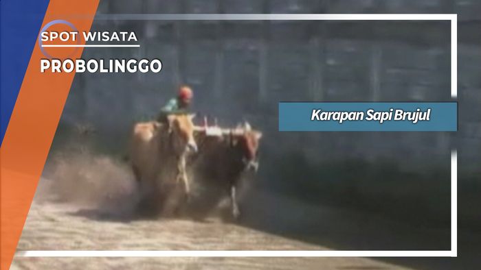 Karapan Sapi Brujul Lapangan Curah Gerinting Probolinggo