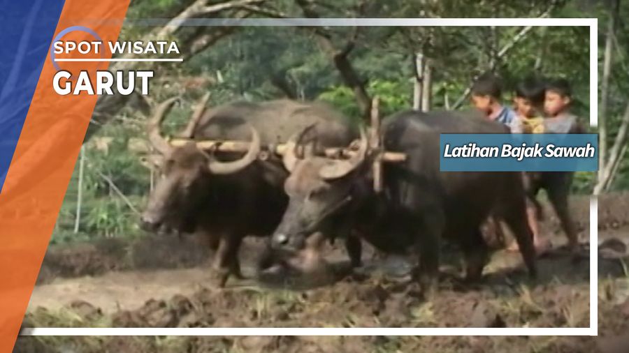 Mengisi Liburan Dengan Latihan Bajak Sawah Cimuncang Garut