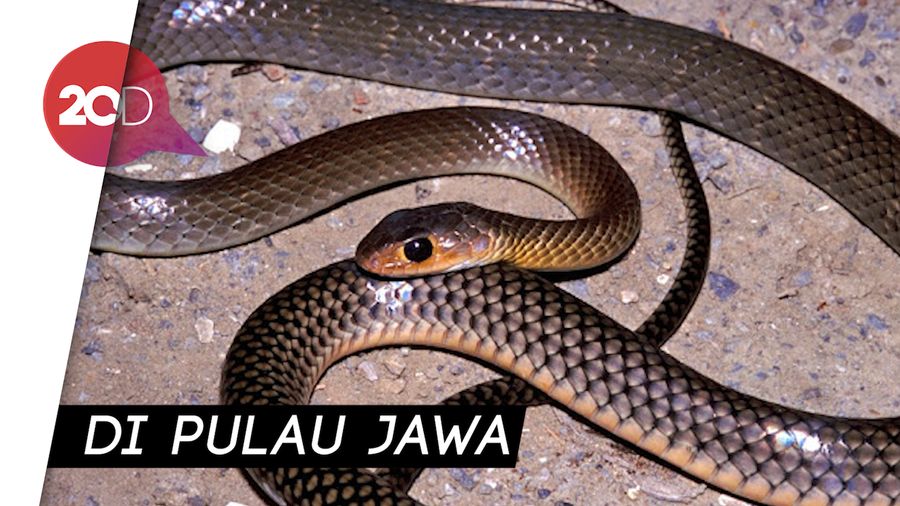 Ini Loh Jenis Ular yang Hidup di Sekitar Permukiman Warga