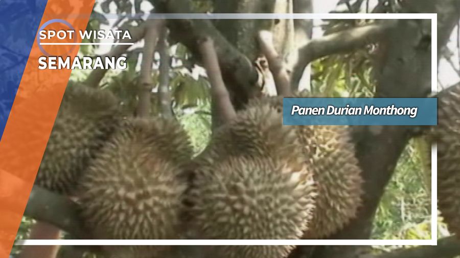 Panen Durian Monthong Desa Nongkosawit Gunungpati Semarang