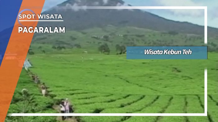 Wisata Kebun Teh Gunung Dempo Pagaralam