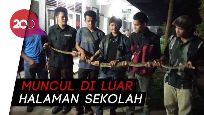 Kemunculan Ular Sanca Tiga Meter Bikin Histeris Pelajar