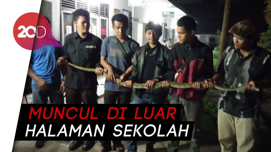 Kemunculan Ular Sanca Tiga Meter Bikin Histeris Pelajar