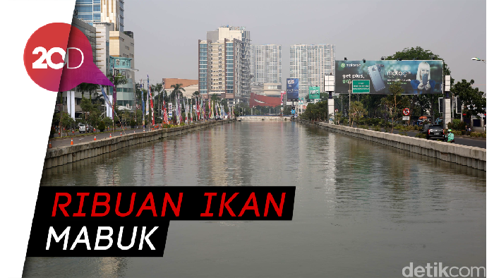 Air Keruh Bikin Ikan-ikan di Kalimalang Bekasi Mabuk