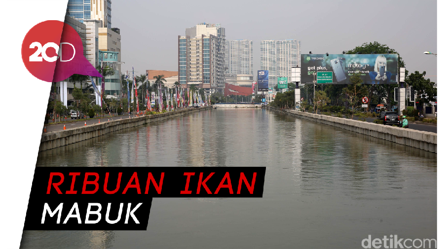 Air Keruh Bikin Ikan-ikan di Kalimalang Bekasi Mabuk