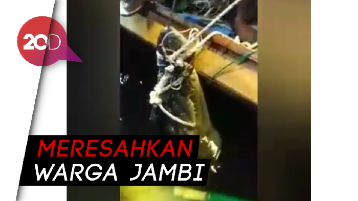 Buaya 3,3 Meter Ditangkap Lantaran Kerap Mangsa Ternak Warga