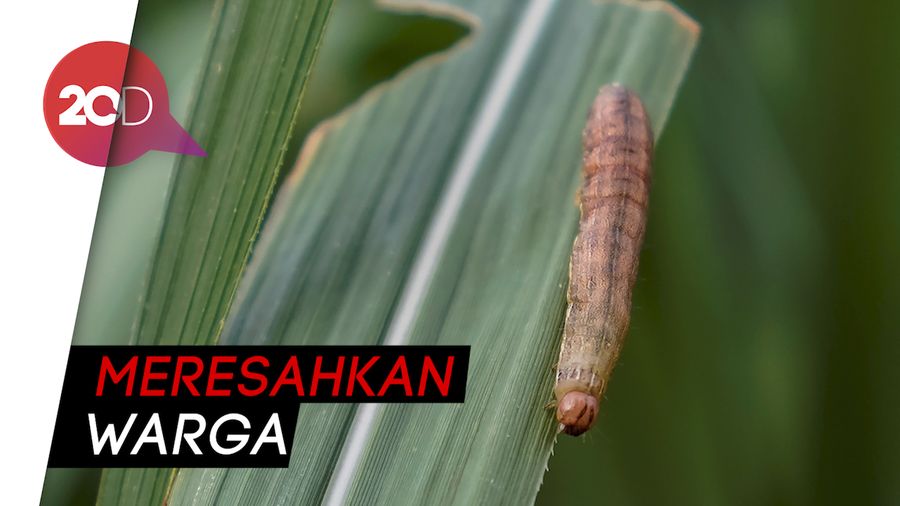 Hiii...! Ribuan Ulat Serang Hutan Jati Semarang