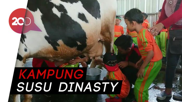 Keseruan Anak-anak Belajar Memerah Susu Sapi di Tulungagung