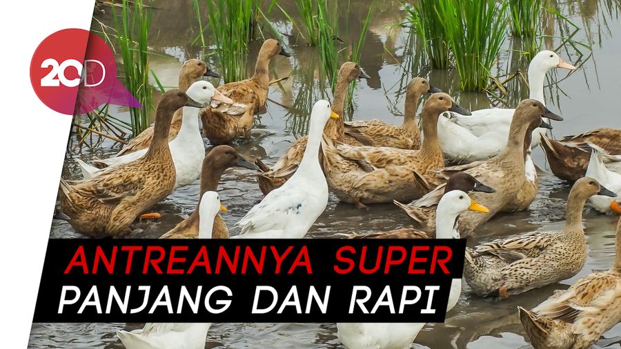 Kocak! Pengendara Mobil Terhalang Ribuan Bebek Menyeberang Jalan