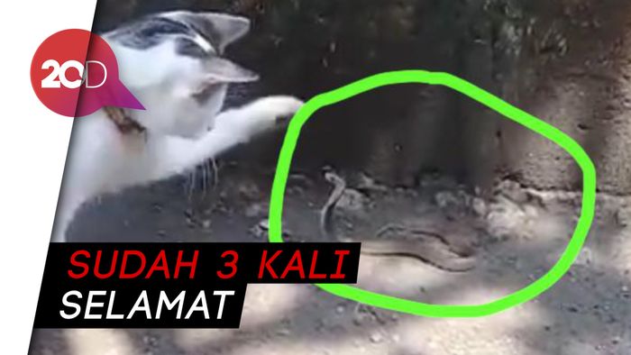 Si Putih, Kucing Penyelamat Majikan dari Teror Ular Kobra