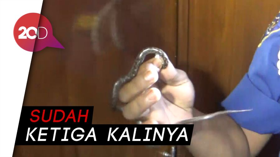 Ular Sanca Muncul di Balik Lemari Rumah Warga di Sulsel