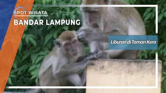 Liburan di Taman Kera Bandar Lampung