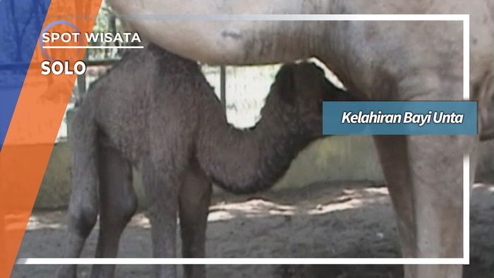 Kelahiran Bayi Unta Solo Jawa Tengah