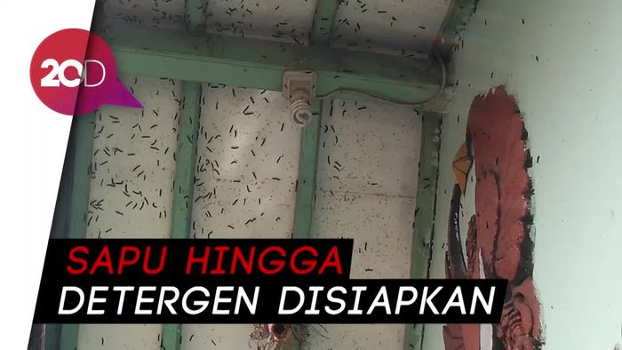 Teror Ulat Bulu Bikin Resah Warga Cirebon