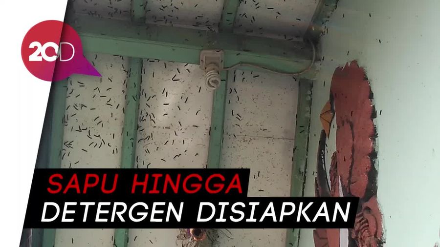 Teror Ulat Bulu Bikin Resah Warga Cirebon