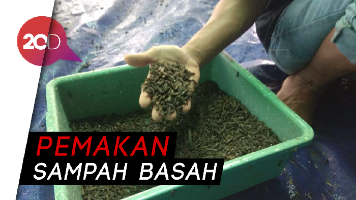 Cerdas! Warga Surabaya Atasi Sampah dengan Lalat Hitam