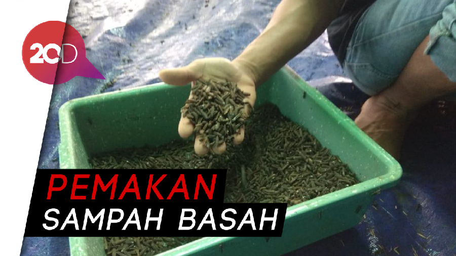 Cerdas! Warga Surabaya Atasi Sampah dengan Lalat Hitam
