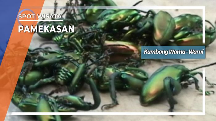 Berburu Kumbang Warna Warni Desa Ngaporan Kowel Pamekasan Jawa Timur