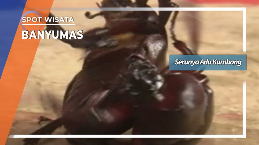 Adu Kumbang Tanduk Desa Kracak Ajibarang Banyumas Jawa Tengah 