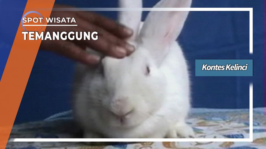 Kontes Kelinci Temanggung Jawa Tengah