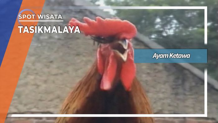 Latihan Ayam Ketawa Tasikmalaya