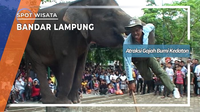 Atraksi Gajah Bumi Kedaton, Bandar Lampung