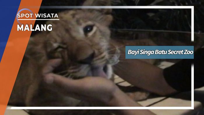 Bayi Singa Batu Secret Zoo, Malang