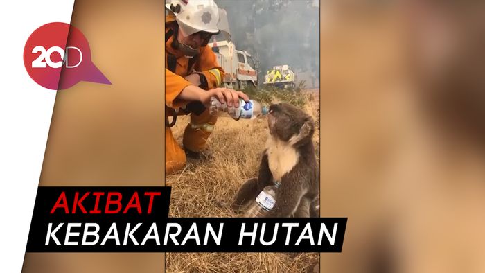 Haru! Video Petugas Pemadam Beri Minum ke Koala yang Kehausan